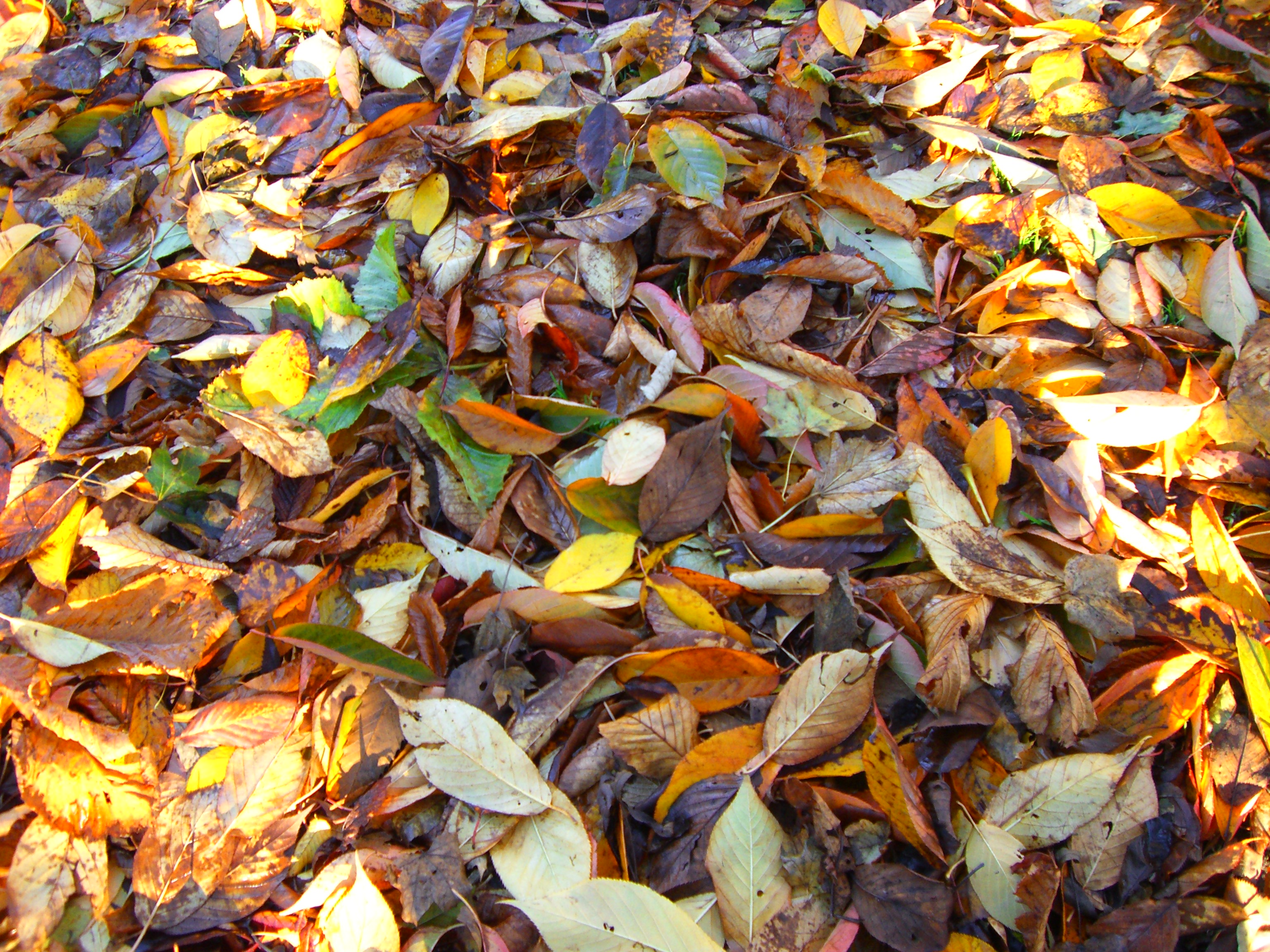 Autumn leaves in Dublin 4